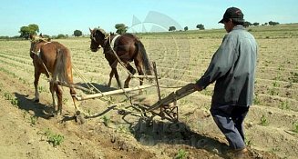 ¡Apoyo histórico al campo de Tlaxcala! 33,000 productores se benefician con millones en recursos federales