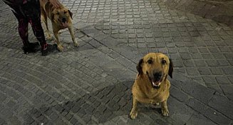 Gobierno estatal inició investigaciones por caso de envenenamiento masivo de perros en Tehuacán y Nicolás Bravo 