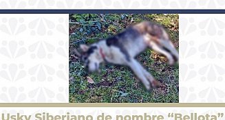Vinculan a proceso a hombre por crueldad contra perrita en Zacapoaxtla