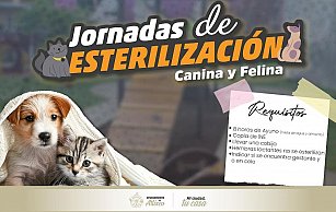 Esterilización gratuita en Atlixco: protege a tu mascota este febrero