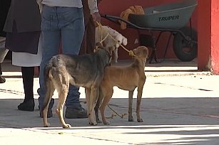 Acusa OCPA que persisten omisiones para cumplir con la Ley de Bienestar Animal en Tlaxcala