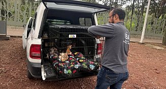 Gobierno de Puebla construirá Centro de Bienestar Animal