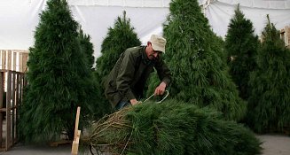 Puebla lanza Campaña Verde Navidad para el reciclaje de árboles naturales