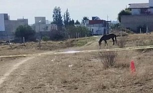 Hombre muere aplastado por su caballo en Yauhquemehcan