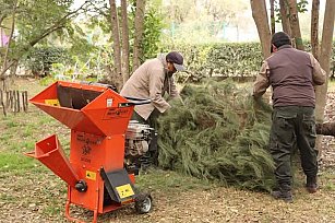 Tlaxcala impulsa árboles de Navidad y reciclaje para proteger bosques