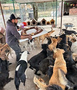 Celebran con "perrirrosca" el Día de Reyes en refugio Orejitas de Gala 