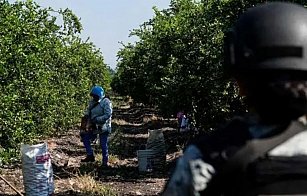 Operativo Tierra Caliente: 66 detenidos por extorsión a productores de limón