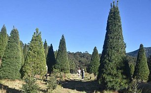 Tlaxcala celebra una Navidad sustentable con árboles naturales certificados