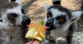 Zoológico del Altiplano: Cambiar la mentalidad para proteger la fauna local