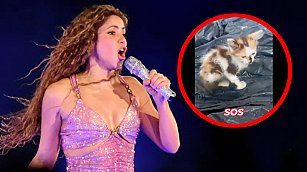 ¡Escándalo en Barranquilla! Denuncian masacre de gatos antes del concierto de Shakira