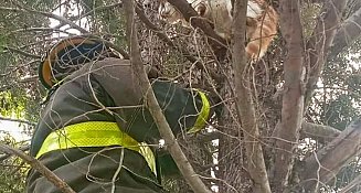 Rescate de gatito en Santiago Xicotenco