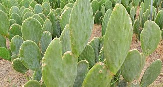 El nopal: un superalimento mexicano con múltiples beneficios