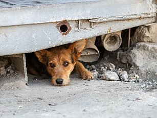 Tlaxcala iniciará censo de perros y gatos para fomentar tenencia responsable