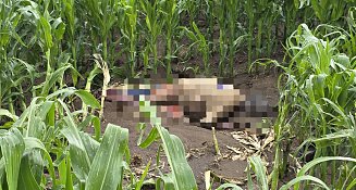 Hallan cadáver semienterrado en terrenos de Capulac, Tetla; estaría reportado como desaparecido