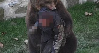 Joven casi muere tras ataque de oso en zoológico de Berna, Suiza