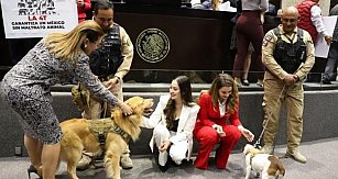 Reforma Constitucional para la Protección Animal en México