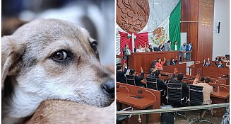 Congreso de Tlaxcala impulsa reformas para la protección y respeto hacia los animales