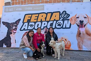 Adopta un perrito rescatado en Atlixco y dale una segunda oportunidad