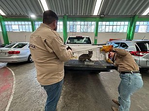 Rescatan ejemplar de zorro gris en Amaxac, quedará a resguardo del Zoológico del Altiplano 