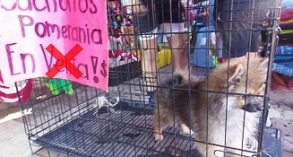 Advierte OCPA de multas por compra venta de animales en vísperas de Reyes Magos