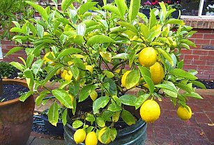 Cómo sembrar un árbol limonero: 5 consejos para obtener una gran cosecha