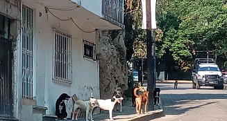 Tlaxcala enfrenta abandono: calles sucias, baches e inseguridad
