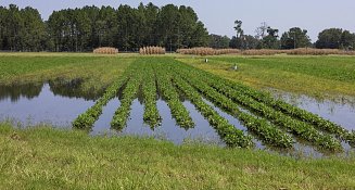 UF/IFAS solicita a productores reportar daños por huracán Helene en encuesta