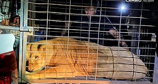 Zoológico del Altiplano rescata dos leones en condiciones precarias en Puebla