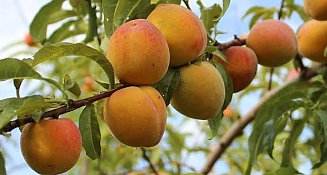Clima afecta producción de durazno en Atltzayanca y pone en riesgo feria