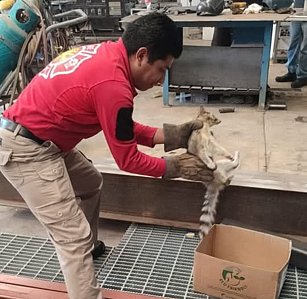 Rescatan a un Cacomixtle en San Pedro Cholula