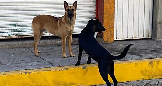 Denuncian estancamiento en promoción de la tenencia responsable de animales en Tlaxcala