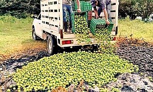 ¡Crisis del Limón! Productores de Veracruz enfrentan precios bajos y problemas con coyotes