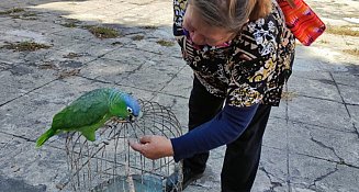 Marcharán en Puebla a favor de los derechos de animales 