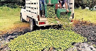 ¡Crisis del Limón! Productores de Veracruz enfrentan precios bajos y problemas con coyotes