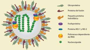 Fallece paciente en Hospital General de Cholula por complicaciones relacionadas con infección por Metapneumovirus Humano