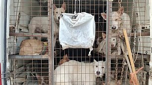 ¡Adopta, no compres! En Tlaxcala aplican multas por 86 mil pesos por venta ilegal de animales