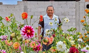 Entrega gratuita de plantas de Dalia en Huamantla: ¡Embellece tu hogar!