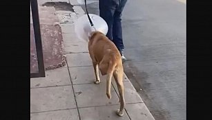 Denuncian maltrato animal en Guaymas: perro mutilado por empleados