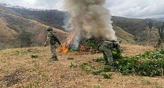 Estrategia Nacional de Seguridad: resultados del 28 de mayo en 17 estados