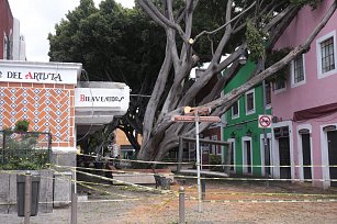 Revisarán árboles en el Barrio del Artista tras caída por fuertes lluvias