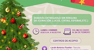 ¡Recicla tu árbol de Navidad y ayuda al medio ambiente!