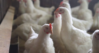 La gripe aviar A/H5N1 avanza en animales y humanos, alerta la OPS