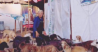 Activista enfrenta obstáculos legales en construcción de refugio canino en Amaxac