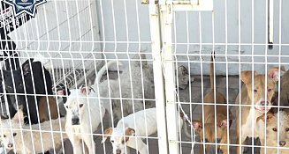 Rescatan a 10 perros en situación de abandono en Coronango