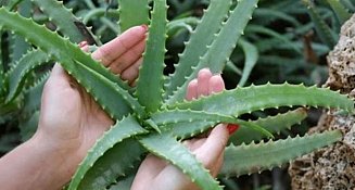 Aloe vera: conoce los efectos secundarios y cómo evitar complicaciones