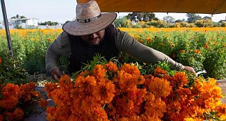 ¡La temporada del cempasúchil ya comenzó! Descubre su importancia en el Día de Muertos