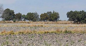 Más de 50,000 Hectáreas Abandonadas en Tlaxcala: Buscan Alternativas Rentables para el Campo