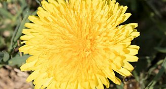Diente de león: un aliado natural para cuidar los riñones y la digestión