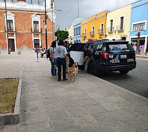Pondrán en adopción a canes que circulaban en la Capital Tlaxcalteca 
