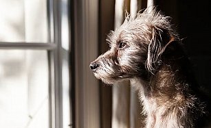 Millones de perros sin hogar en México: la adopción como solución